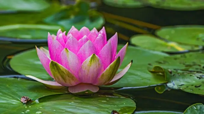 Water Lilly cognitive behavioral therapists in chicago, IL