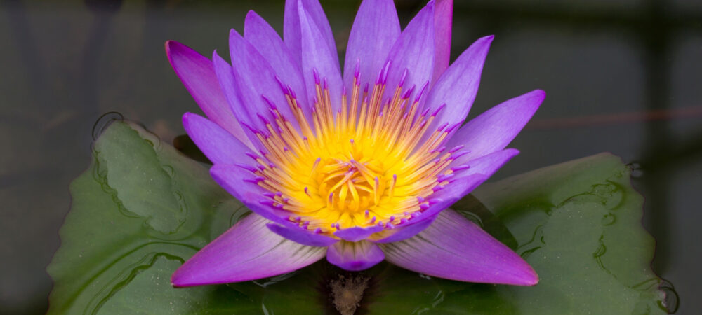 panic attack cbt therapist in chicago il therapy for anxiety in Chicago